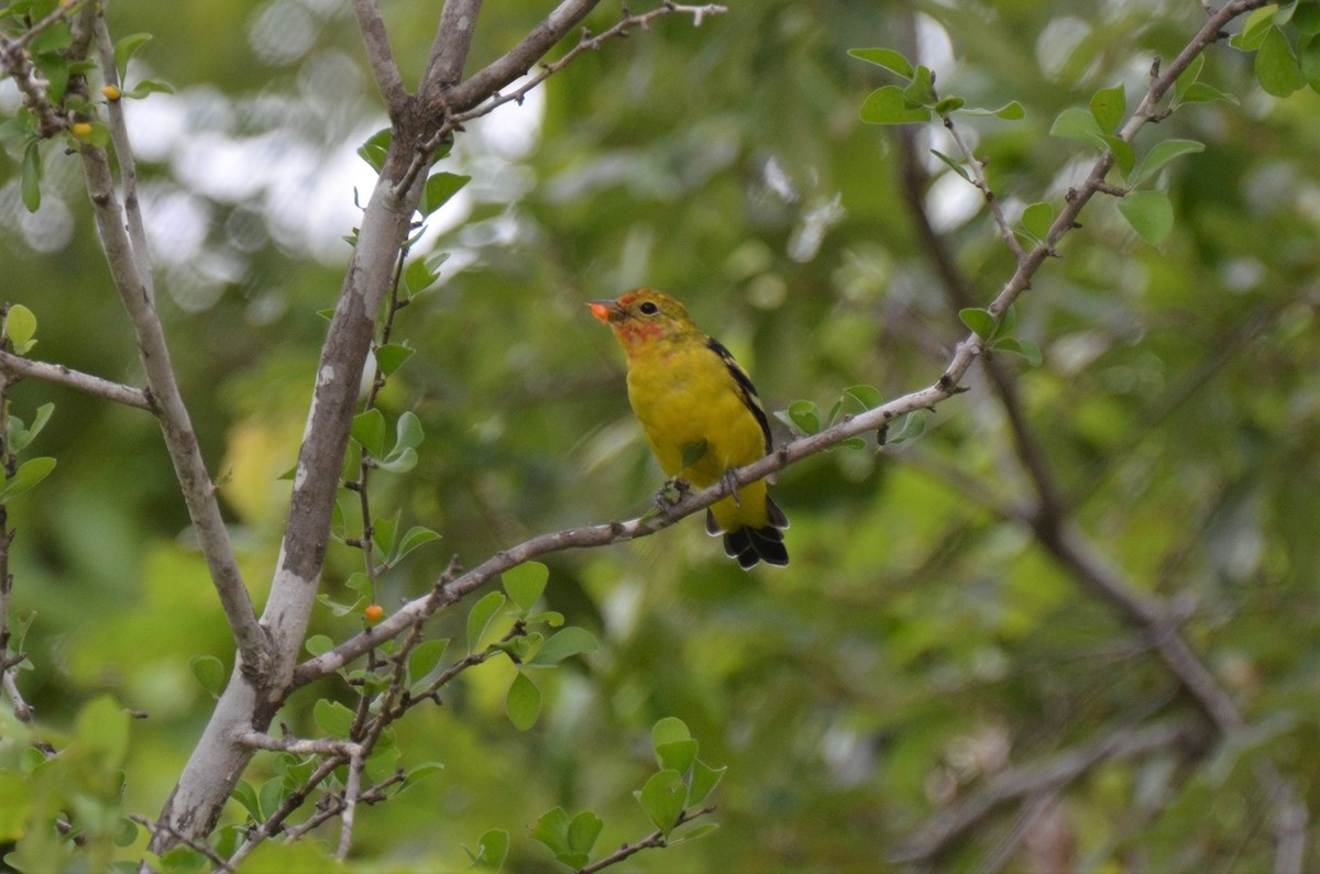 Western Tanager - ML180248811
