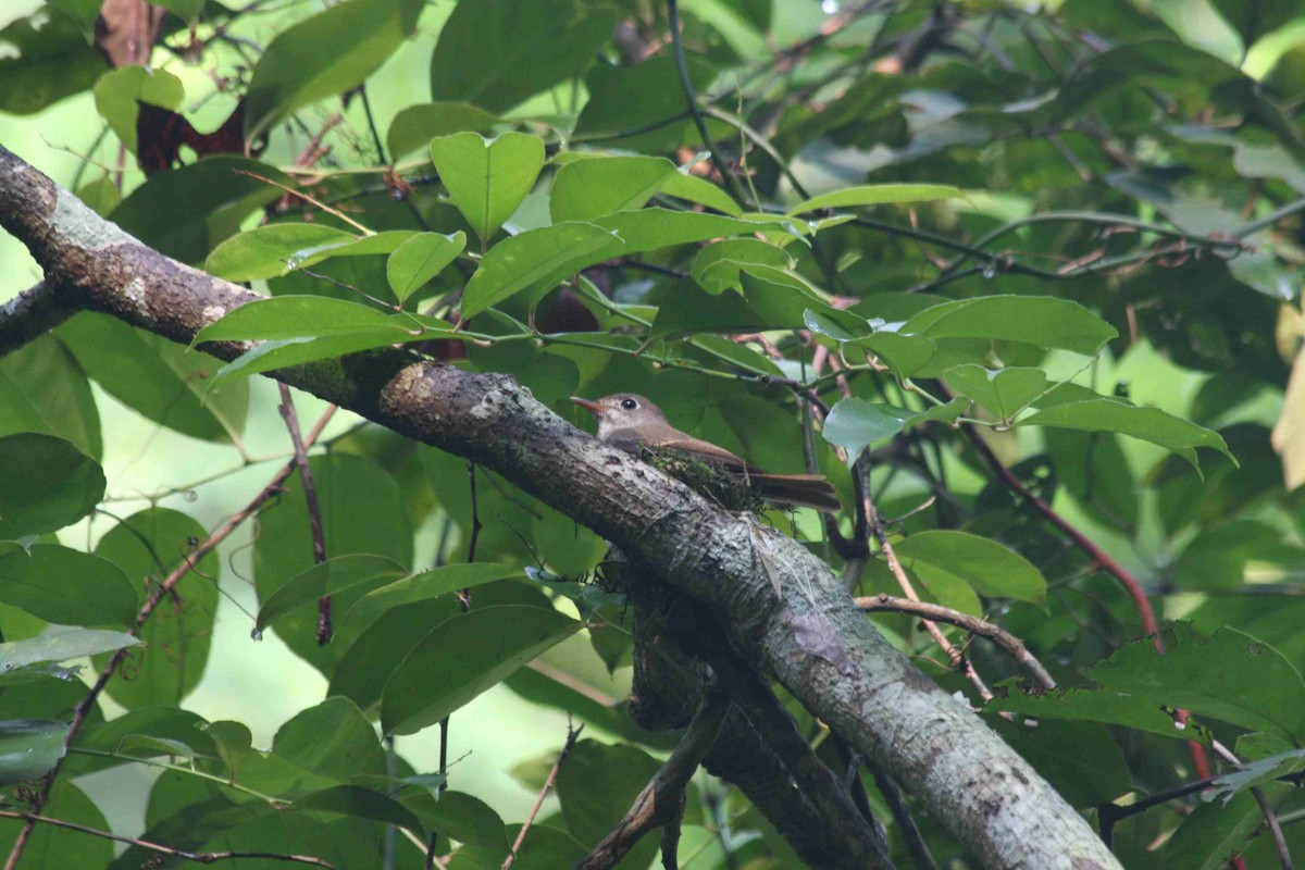 Brown-breasted Flycatcher - ML180250751