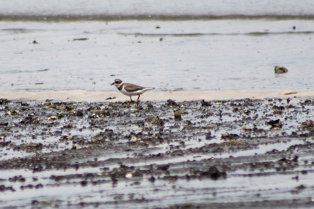 Semipalmated Plover - ML180252411