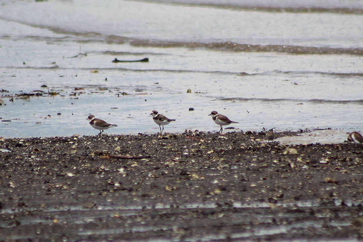 Semipalmated Plover - ML180252491
