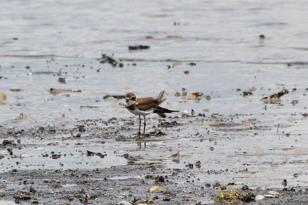 Semipalmated Plover - Danny Munguía