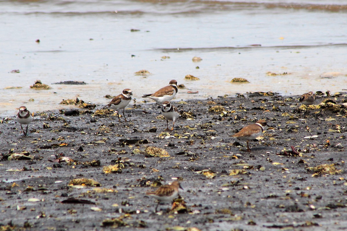 Semipalmated Plover - Danny Munguía