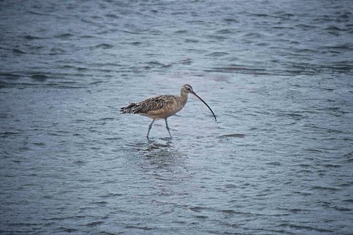 Long-billed Curlew - ML180253321