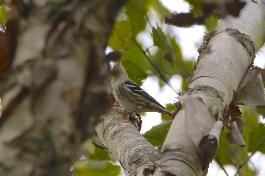 Black-and-white Warbler - ML180255991