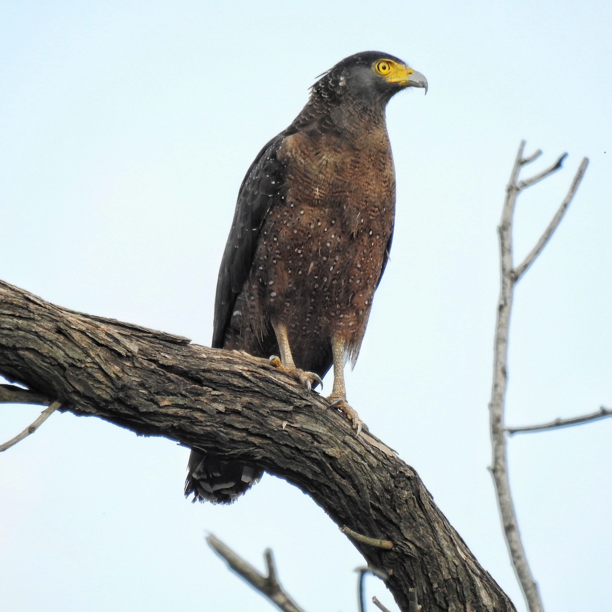 Crested Serpent-Eagle - ML180256571