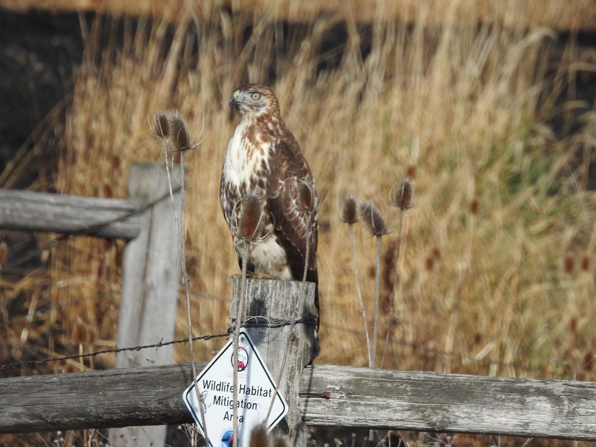 Red-tailed Hawk - raylene wall