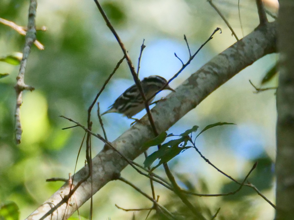 Black-and-white Warbler - Jane Patterson
