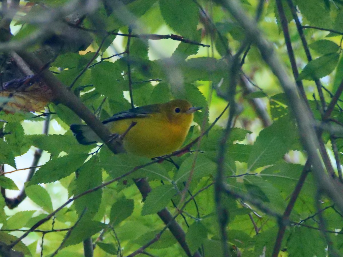 Prothonotary Warbler - Jane Patterson