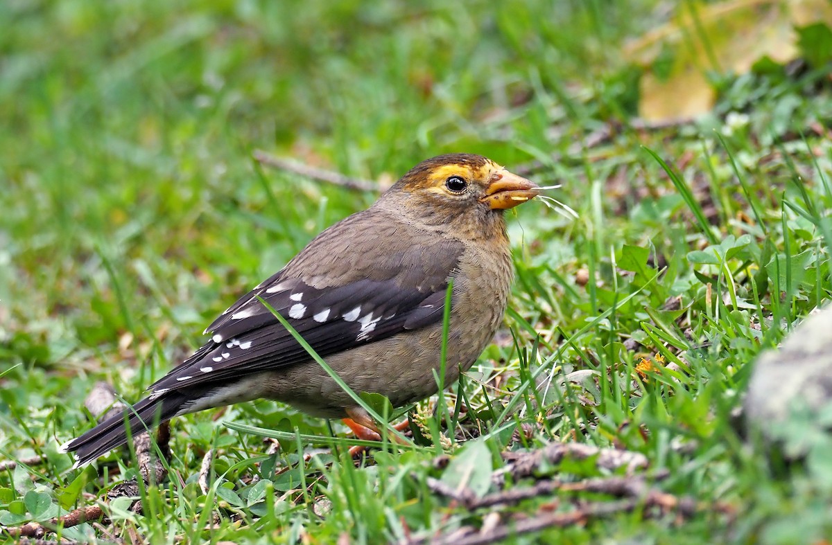 Spectacled Finch - Andrew Spencer