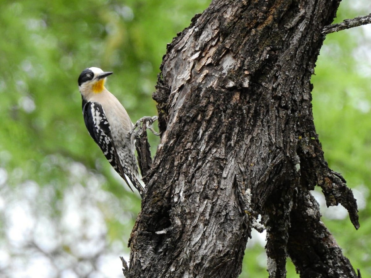 White-fronted Woodpecker - ML180262151