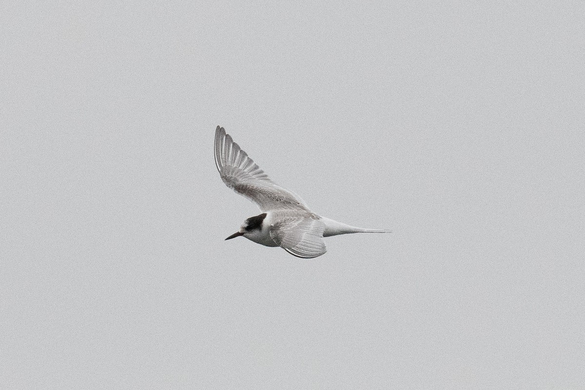 Arctic Tern - Warren Whaley
