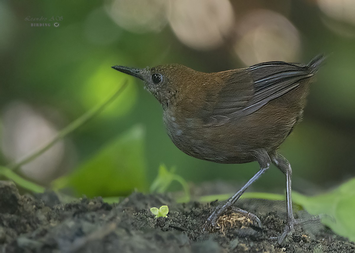 Scaly-breasted Wren - ML180264791