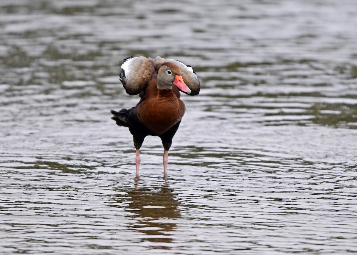 Black-bellied Whistling-Duck - Kevin Murphy