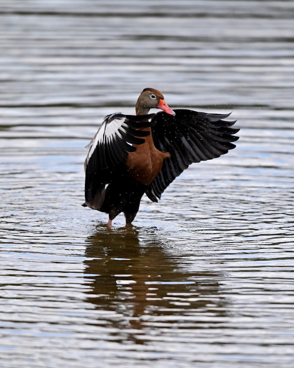Black-bellied Whistling-Duck - Kevin Murphy