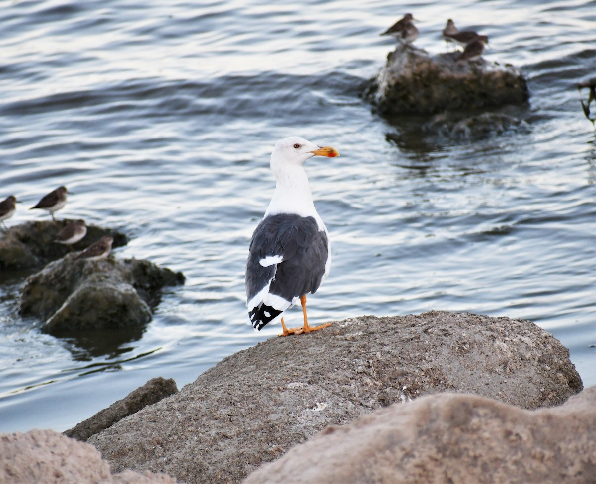 Yellow-footed Gull - ML180267281
