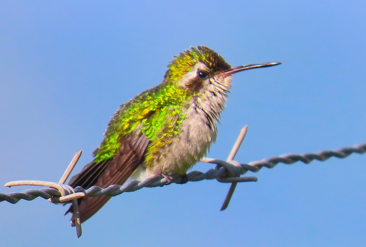 kolibřík Canivetův (ssp. salvini/osberti) - ML180268111