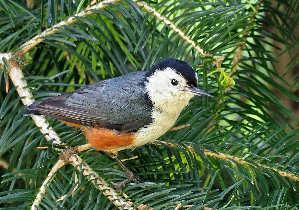 White-cheeked Nuthatch - ML180268961