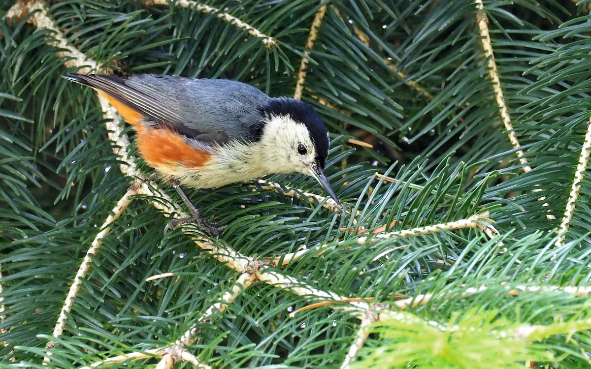 White-cheeked Nuthatch - ML180269961