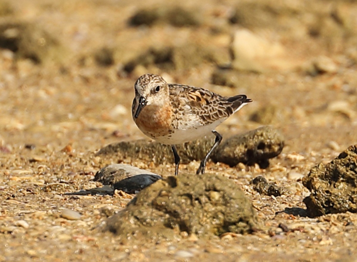 Red-necked Stint - Ly Lan Le Do