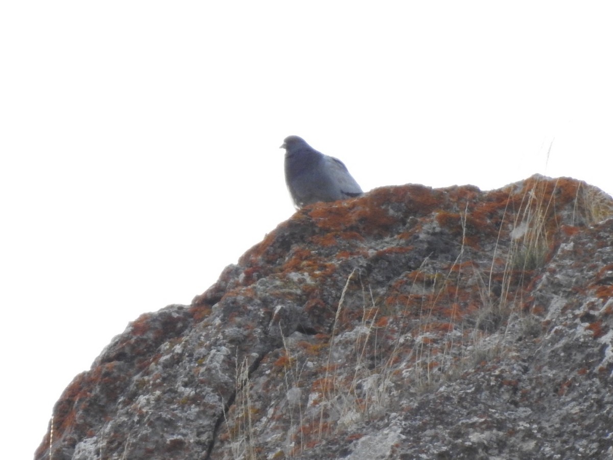 Rock Pigeon (Feral Pigeon) - Kent Kleman