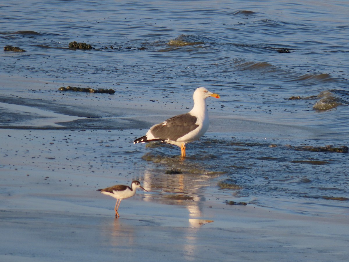 Yellow-footed Gull - ML180272331