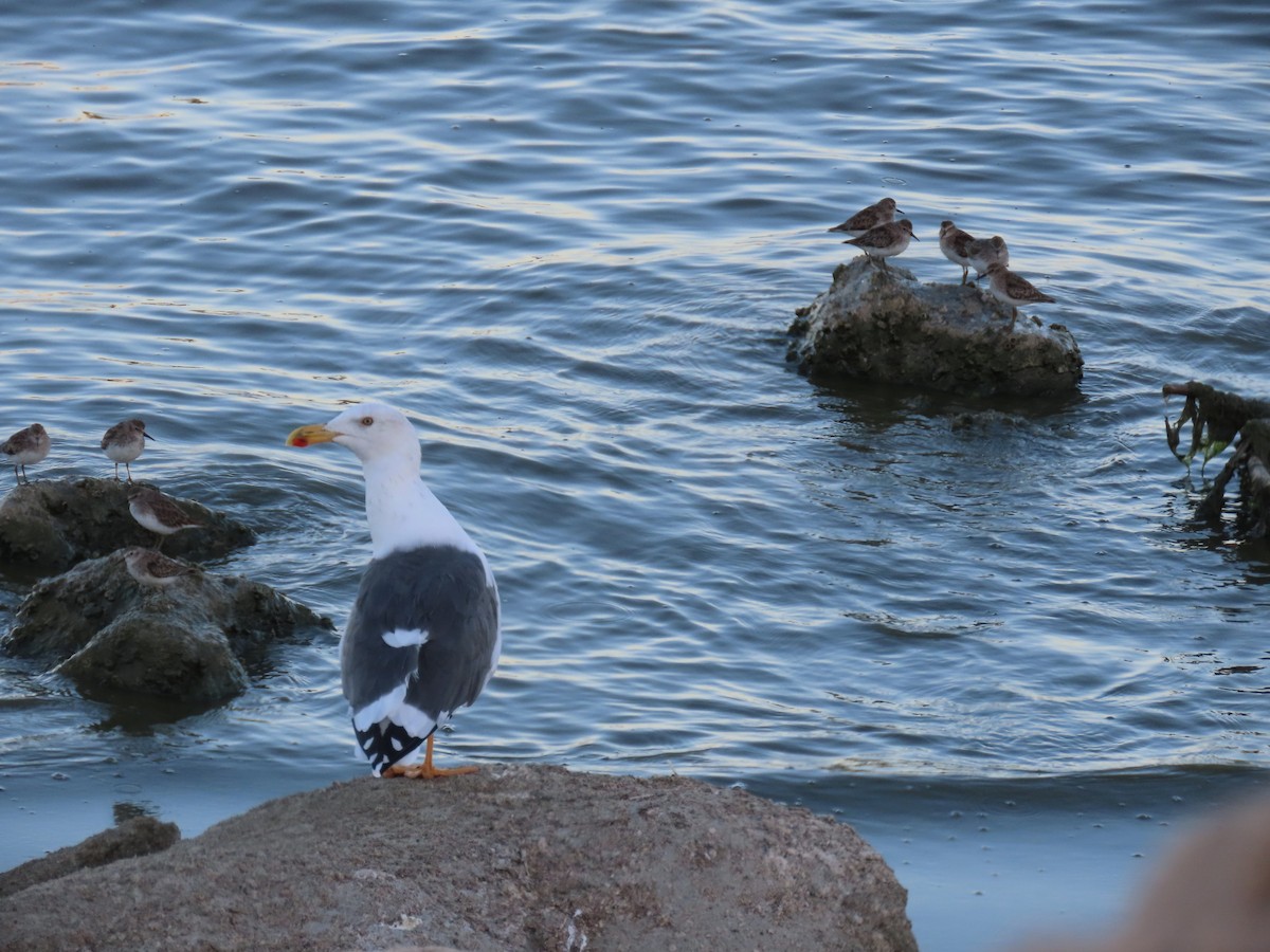 Yellow-footed Gull - ML180272431