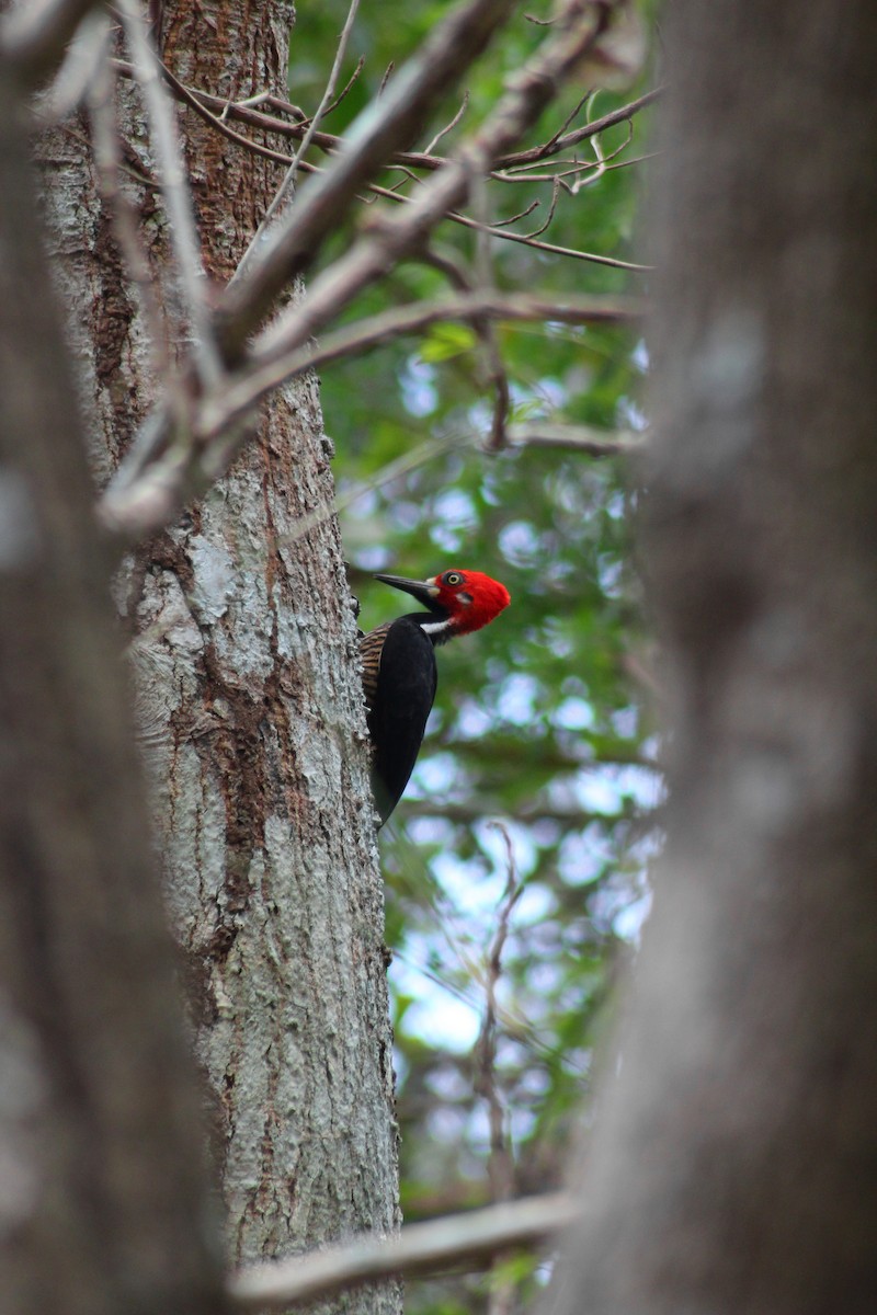Crimson-crested Woodpecker - Alejandro Llanes