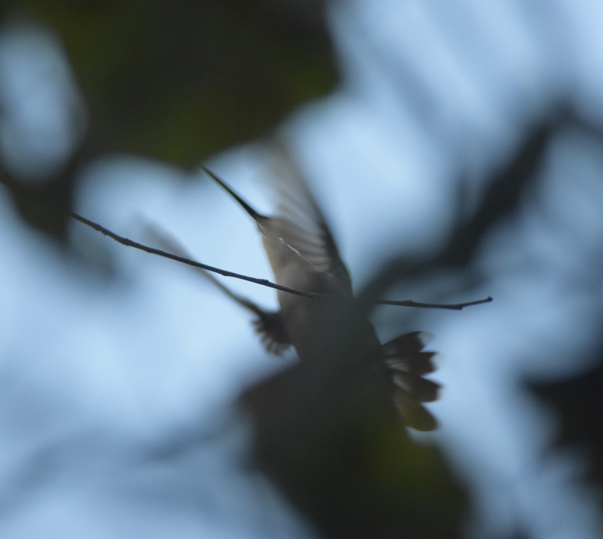 Ruby-throated Hummingbird - Joe MDO
