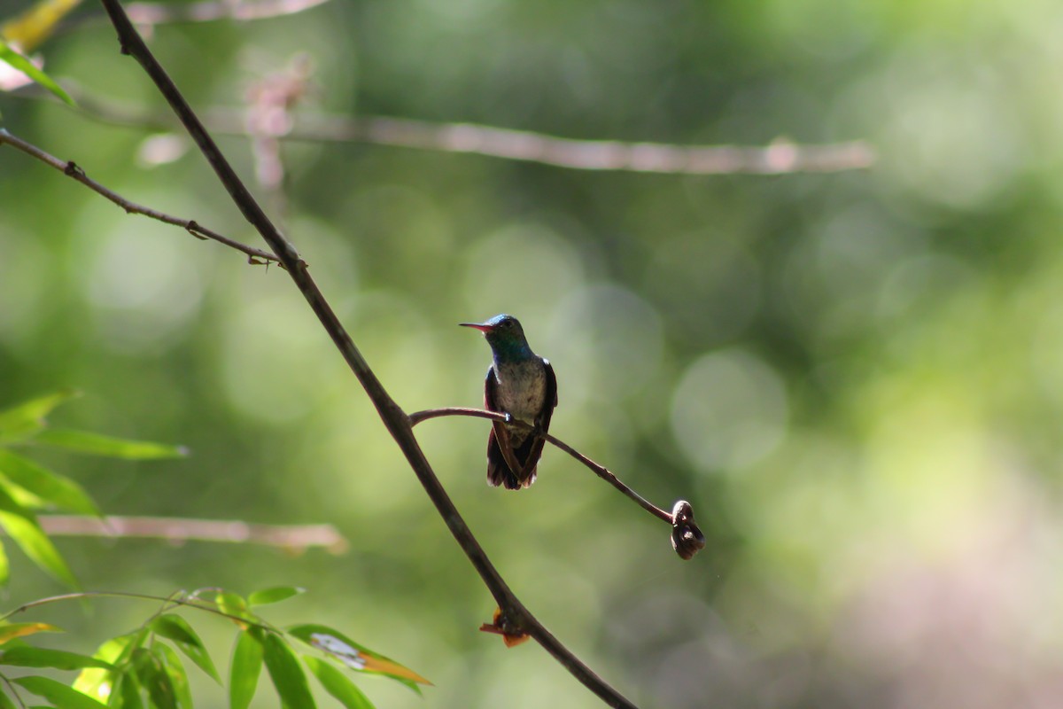 Blue-chested Hummingbird - ML180273961