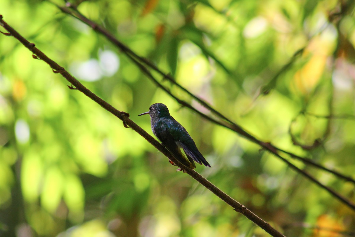 Blue-chested Hummingbird - ML180273981