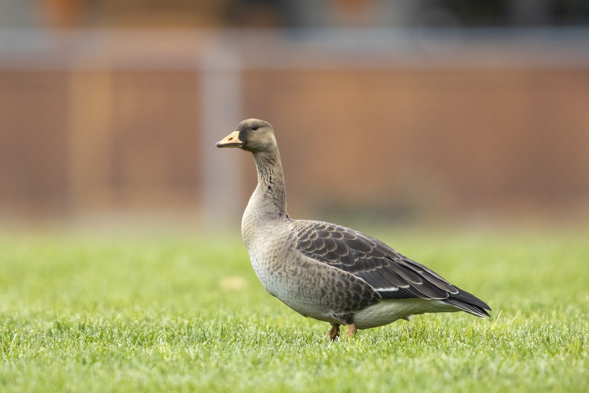 Greater White-fronted Goose - Miles Tindal