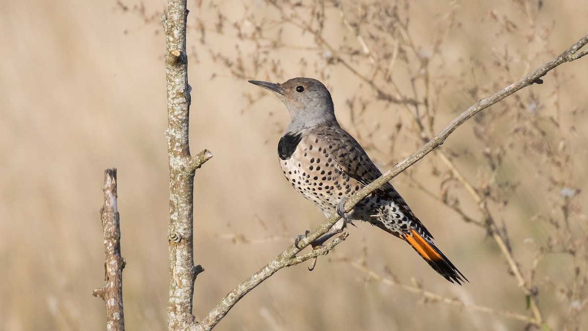 Northern Flicker (Red-shafted) - Eric Ellingson
