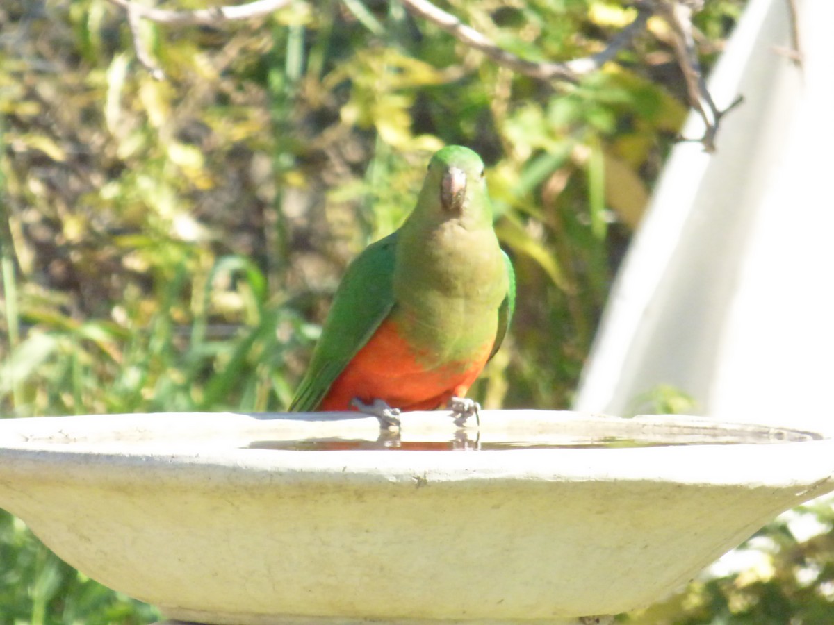 Australian King-Parrot - ML180280701