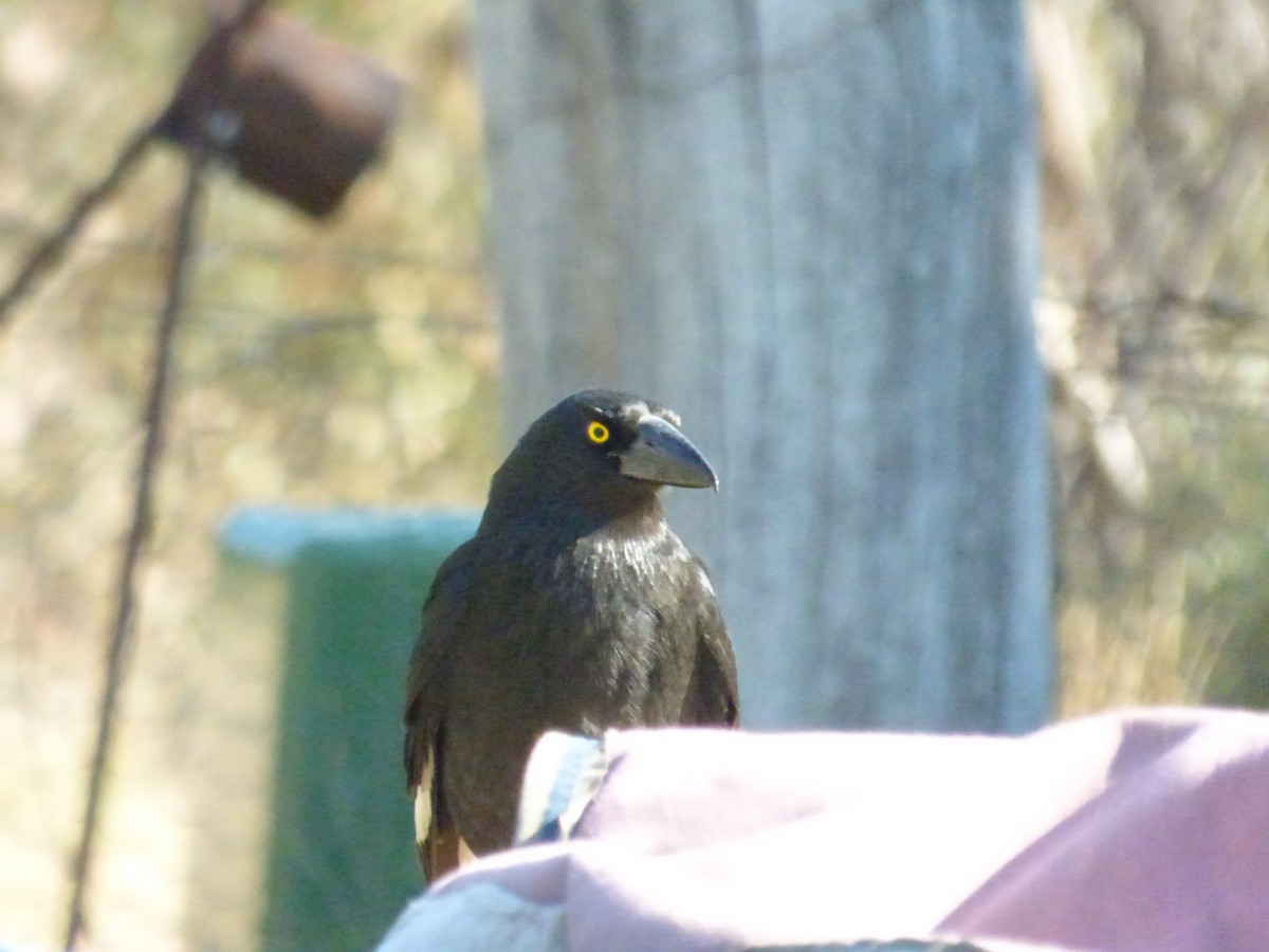 Pied Currawong - ML180280811