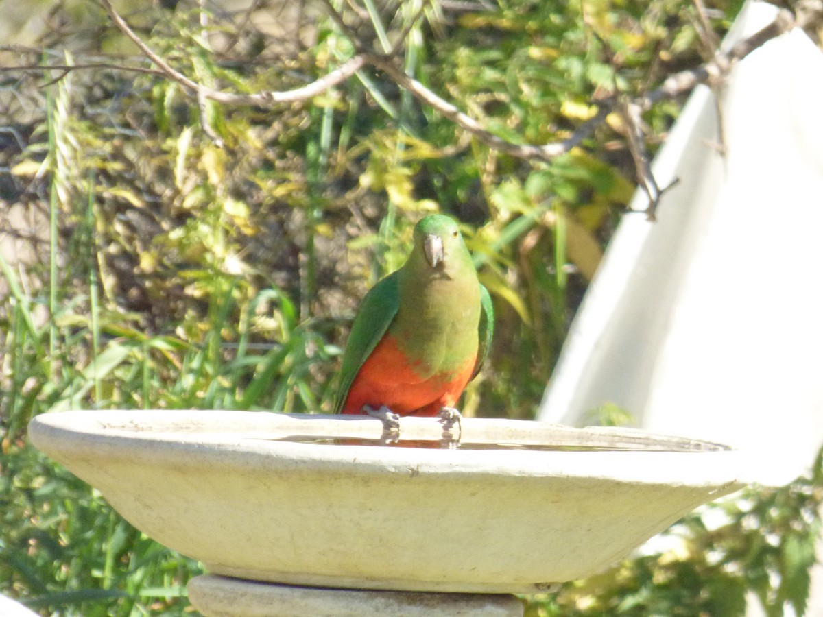 Australian King-Parrot - ML180280851