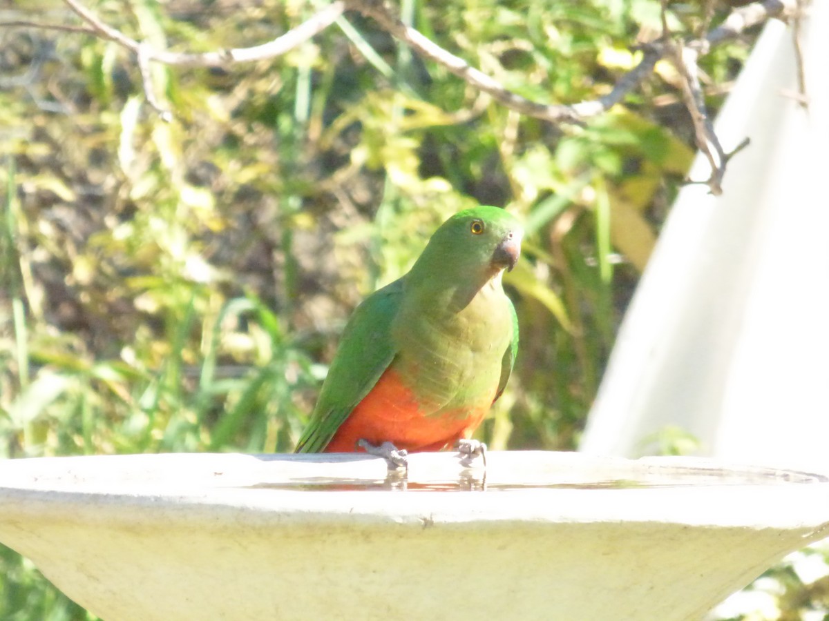 Australian King-Parrot - ML180280861