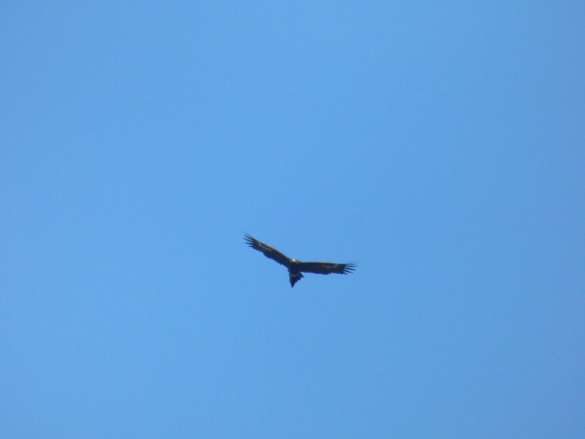 Wedge-tailed Eagle - ML180281931