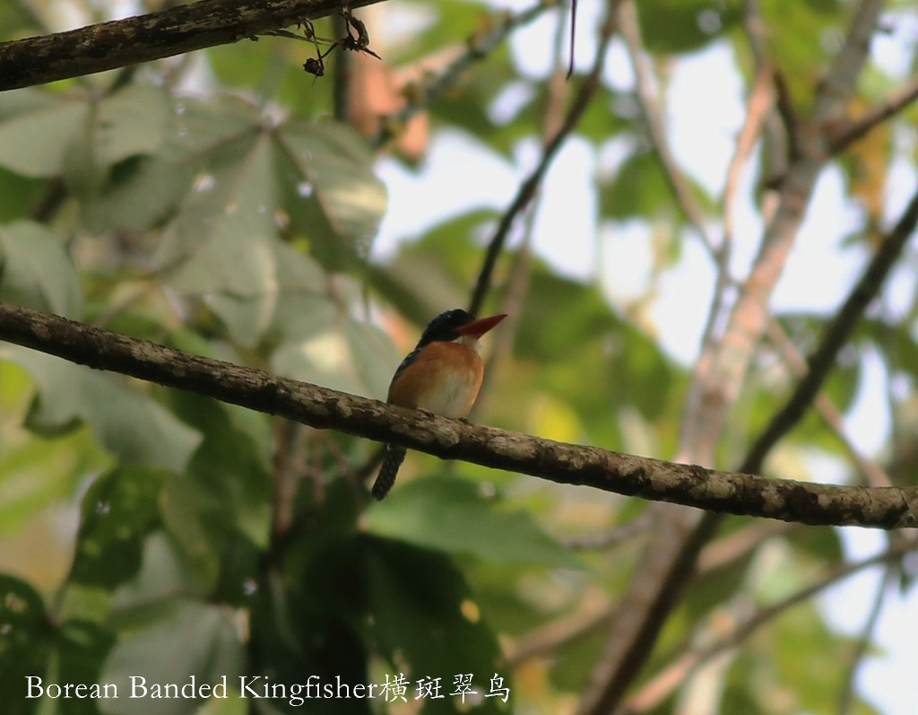 Banded Kingfisher - Qiang Zeng