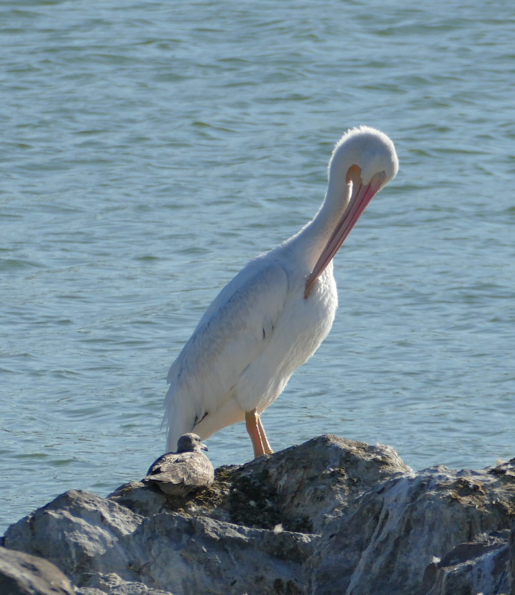 American White Pelican - ML180285761