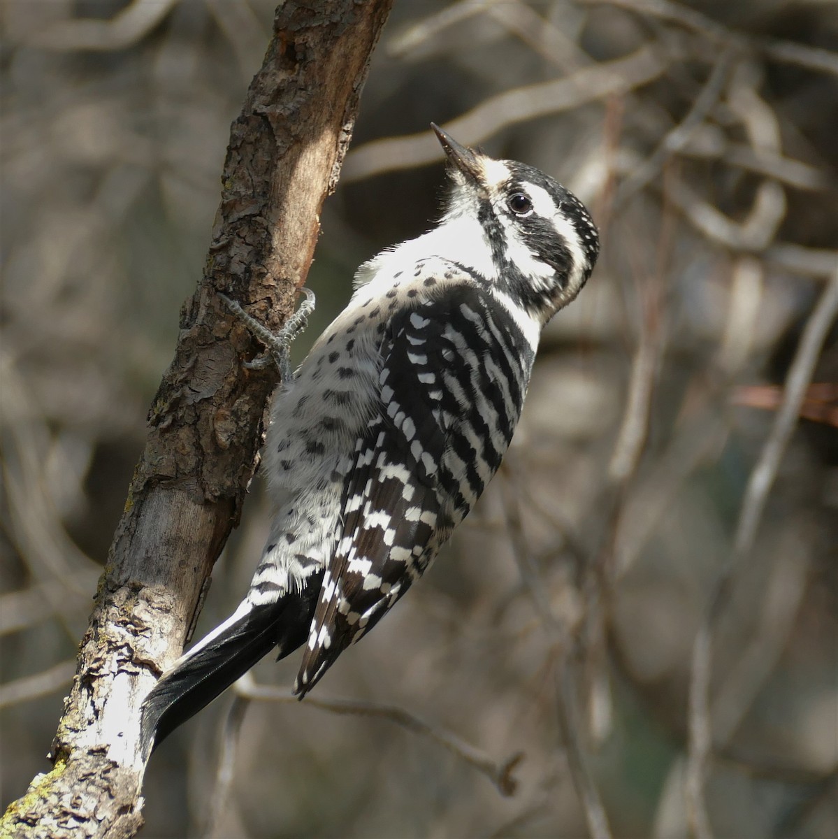 Nuttall's Woodpecker - Kitty ONeil