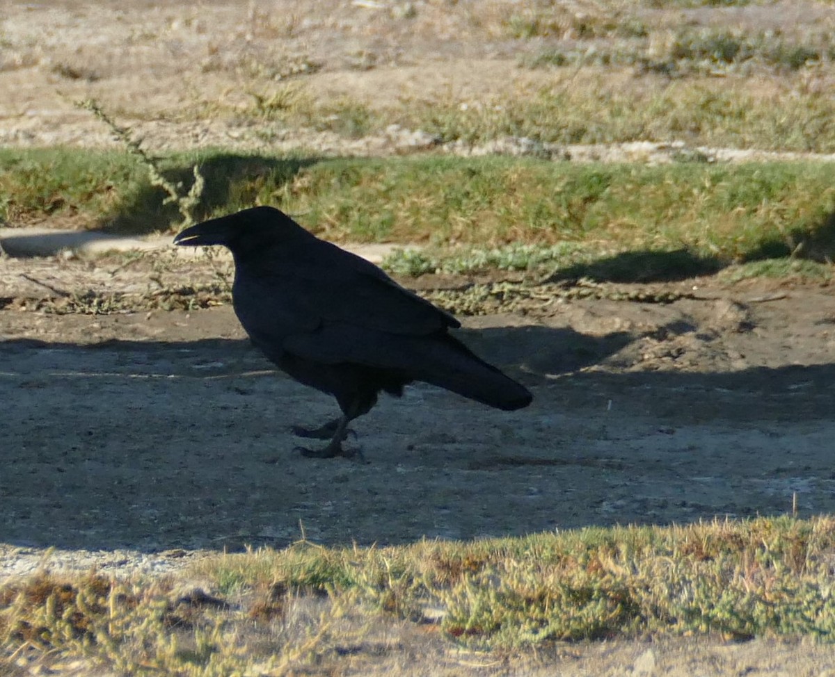 Common Raven - Kitty ONeil