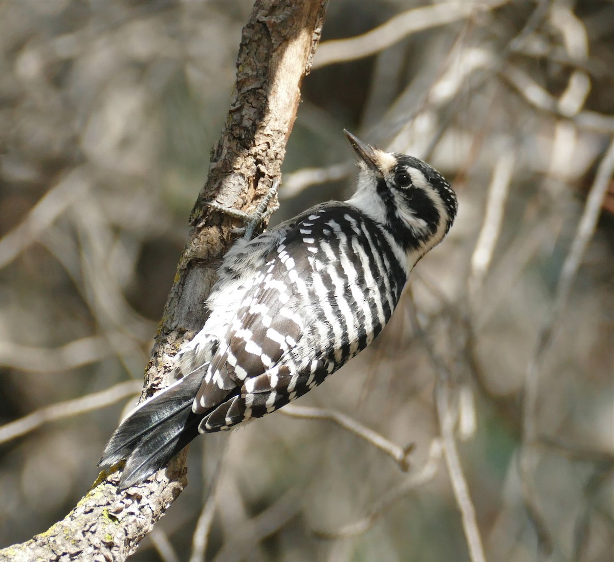 Nuttall's Woodpecker - ML180285931