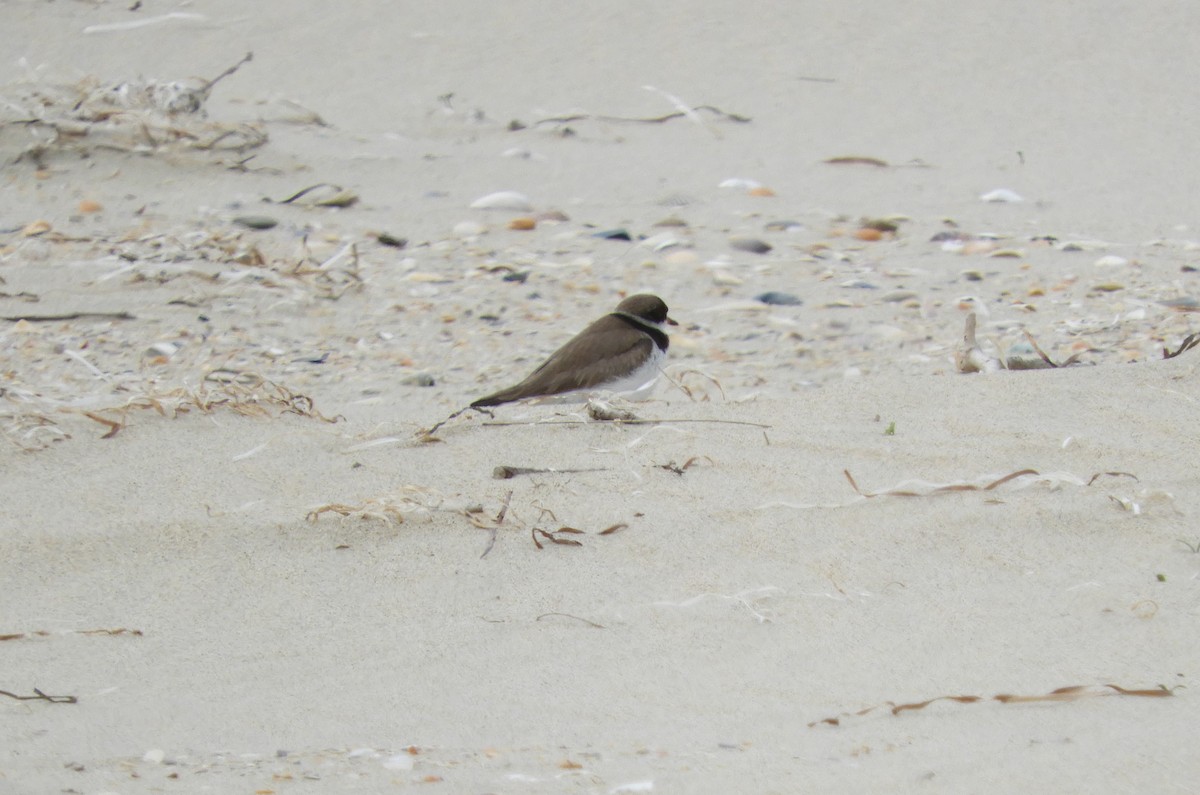 Semipalmated Plover - ML180286651