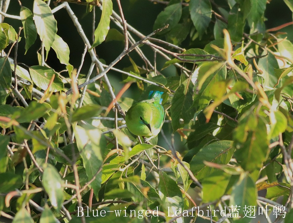 Blue-winged Leafbird - Qiang Zeng