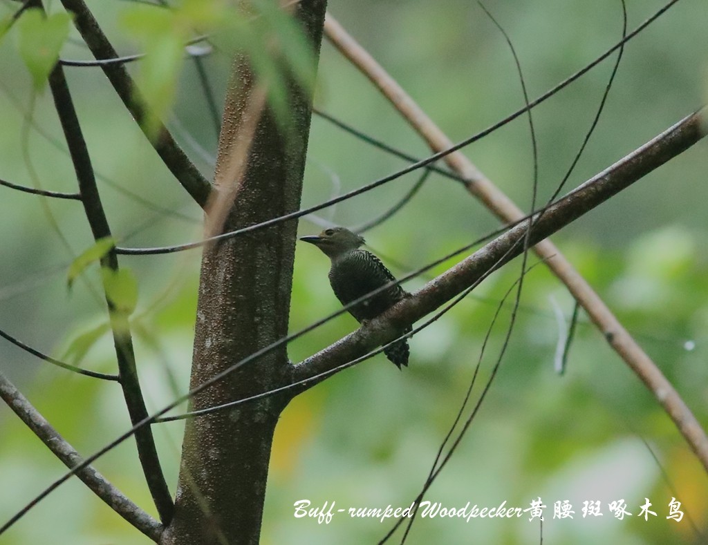 Buff-rumped Woodpecker - Qiang Zeng