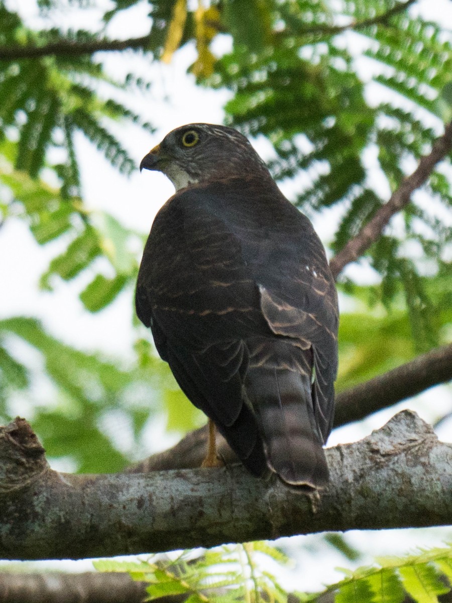 Chinese Sparrowhawk - ML180288681