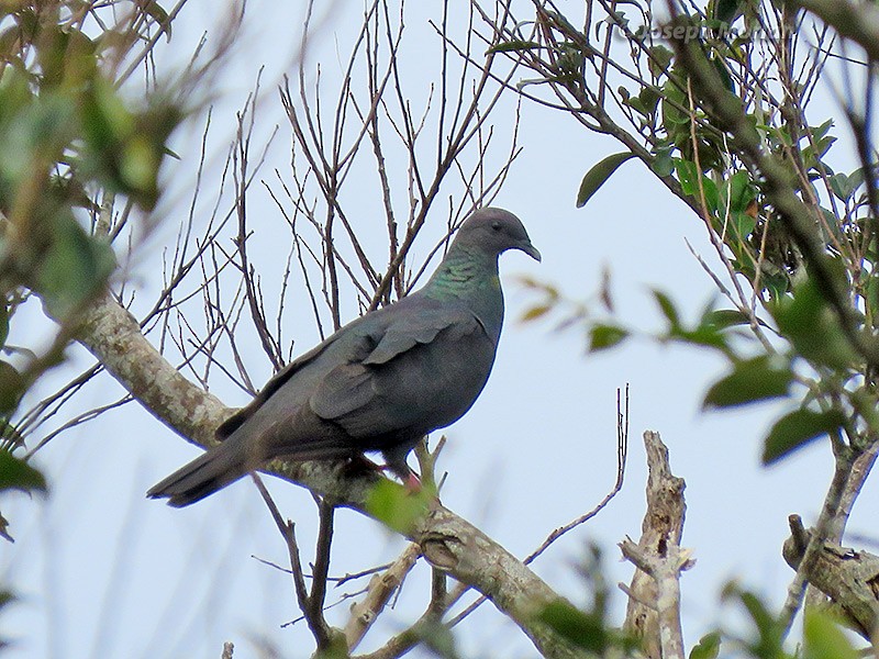 Black Wood-Pigeon - ML180289481