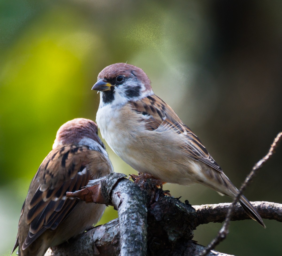 Eurasian Tree Sparrow - Jim Merritt