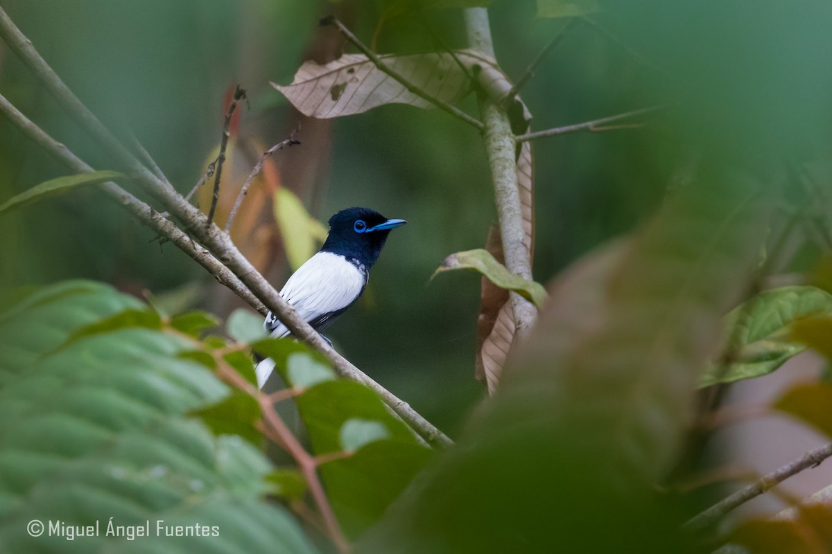 African Paradise-Flycatcher - Miguel Angel Fuentes Rosúa