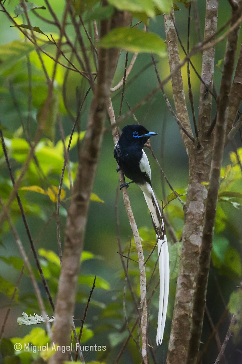African Paradise-Flycatcher - Miguel Angel Fuentes Rosúa